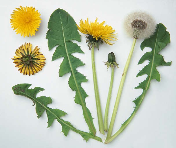 Detox Hepático Eficaz: Limpeza e Regeneração do Fígado com Dente de Leão - inspiração 1