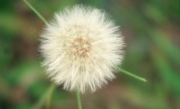 Ação Anti-inflamatória Natural: Alívio Para Dores e Condições Inflamatórias - inspiração 2