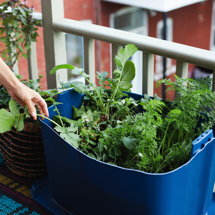 Controle de Pragas: Soluções Naturais Para Proteger Seu Jardim - inspiração 1