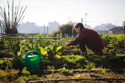 Colheita Feliz: Saboreando o Fruto do Seu Trabalho - inspiração 1