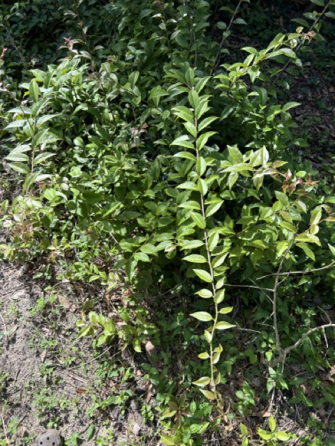 O que é Ora Pro Nobis e sua Origem Histórica - inspiração 2