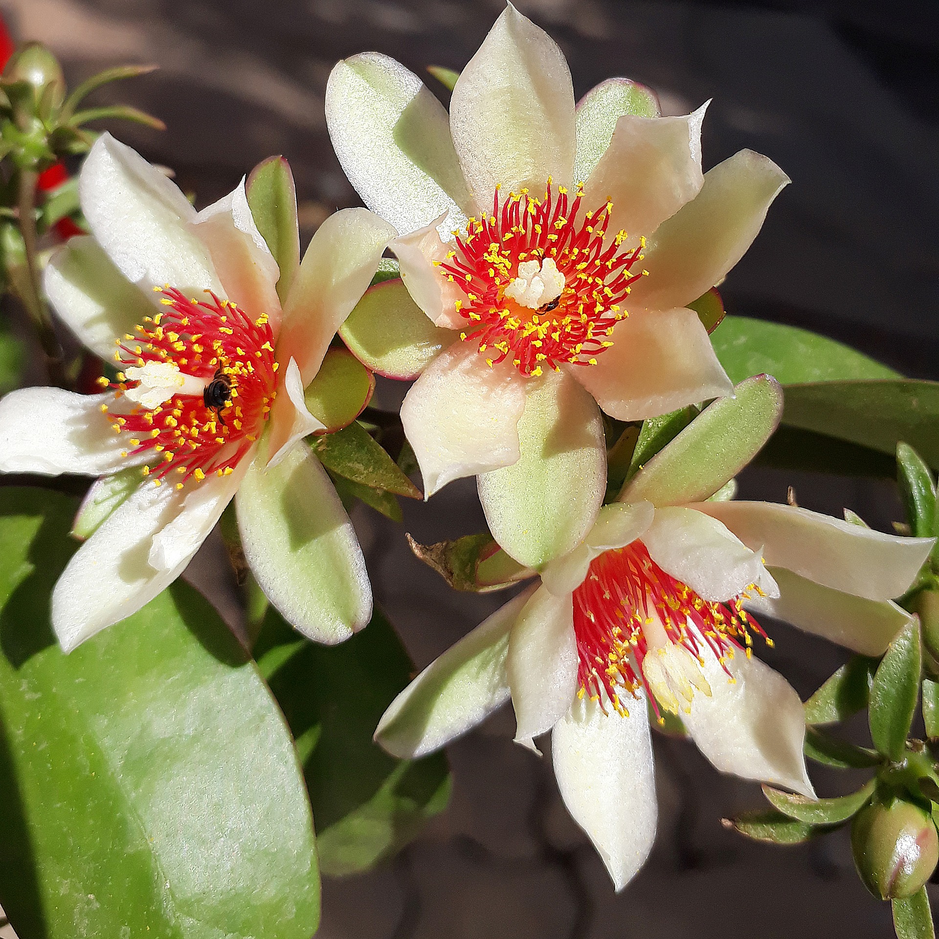 Perfil Nutricional Completo: Vitaminas, Minerais e Proteínas - inspiração 2