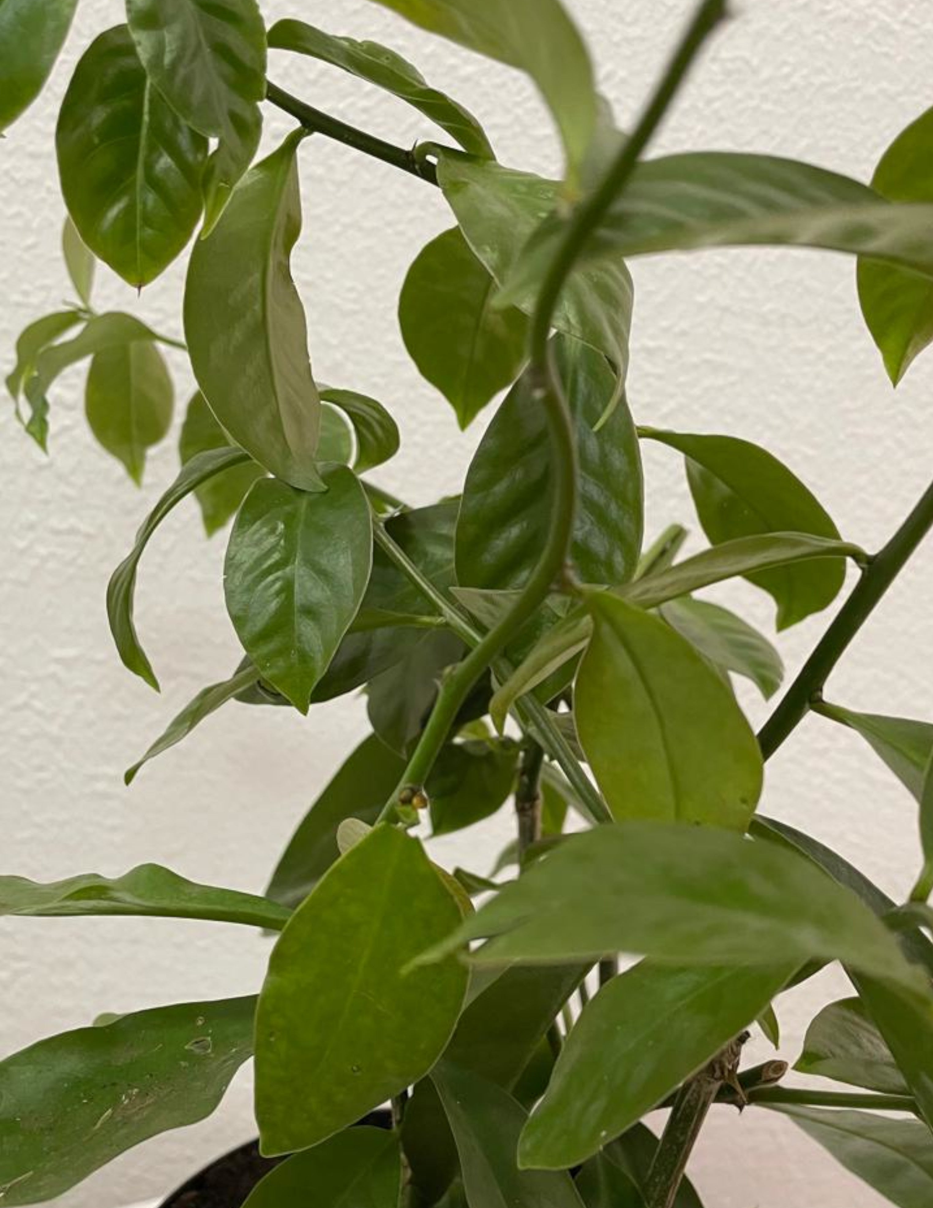 Benefícios para a Pele e Cabelos: Beleza que Vem de Dentro - inspiração 1