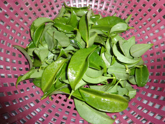 Como Consumir Ora Pro Nobis: Receitas Práticas e Deliciosas - inspiração 1