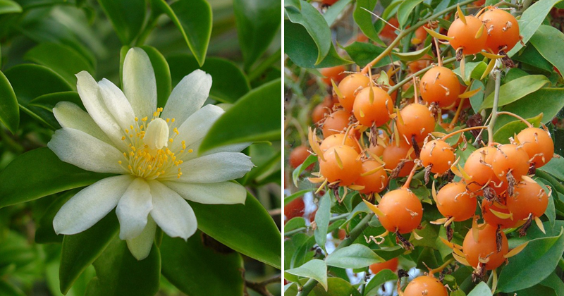 Onde Comprar e Cultivar Ora Pro Nobis com Segurança - inspiração 2