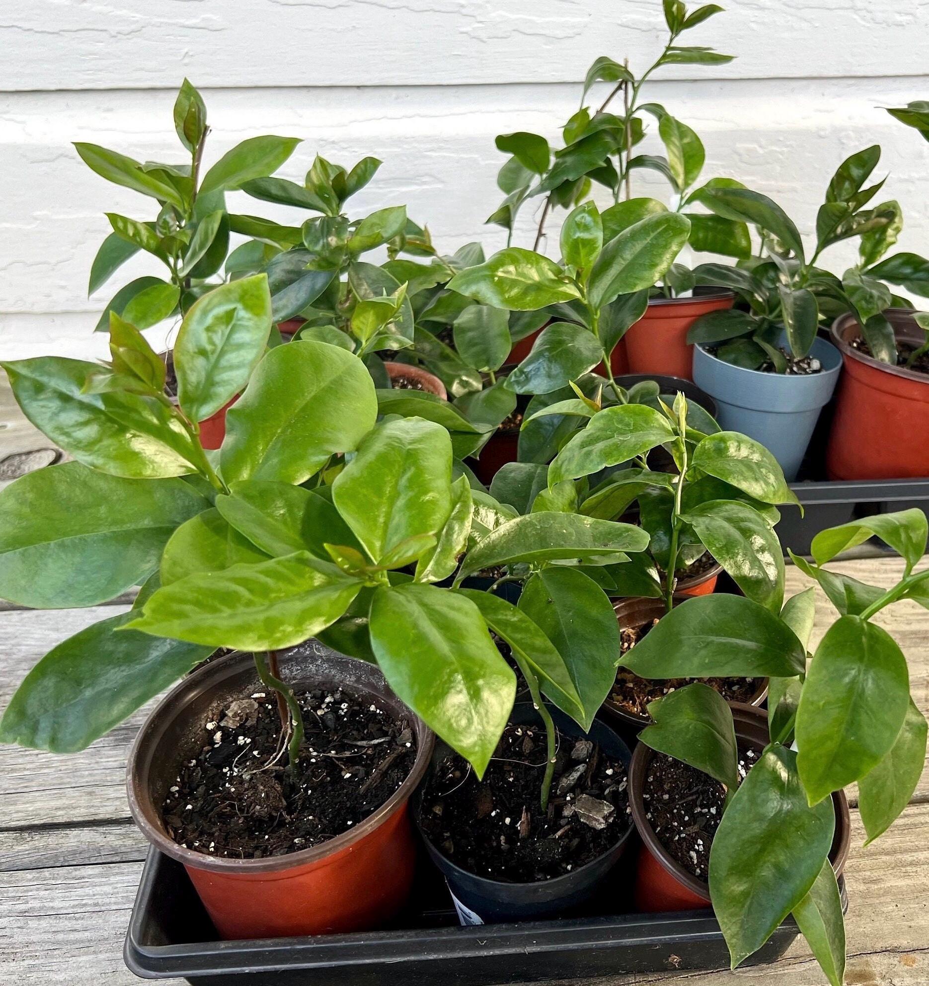 Fibras Solúveis e Insolúveis: Aliadas da Sua Digestão - inspiração 2