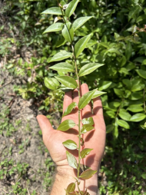 Saúde da Pele e Cabelos: O Brilho Que Vem de Dentro - inspiração 2