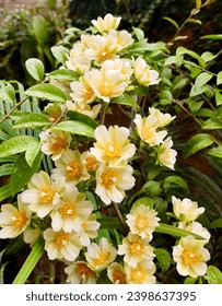 Fortalecimento do Sistema Imunológico: Sua Barreira de Defesa - inspiração 1