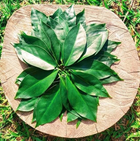 Como Incorporar o Ora Pro Nobis na Sua Alimentação - inspiração 1