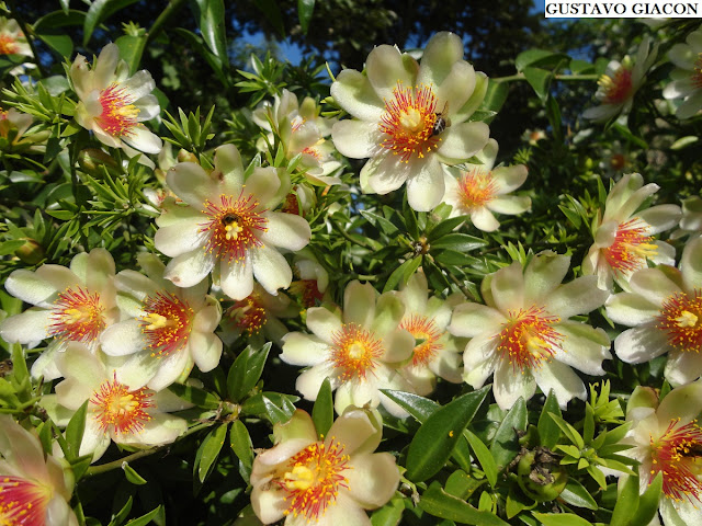 Como Incorporar o Ora Pro Nobis na Sua Alimentação - inspiração 2