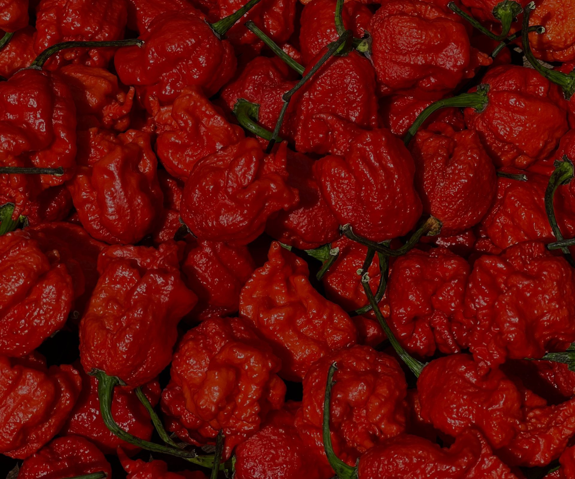 Explorando as Cores: De Verde Vibrante a Vermelho Ardente - inspiração 2