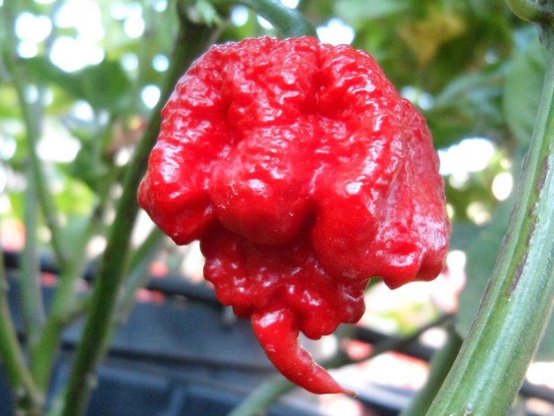 A Picância Cítrica da Bhut Jolokia (Ghost Pepper): Um Desafio Divertido - inspiração 1