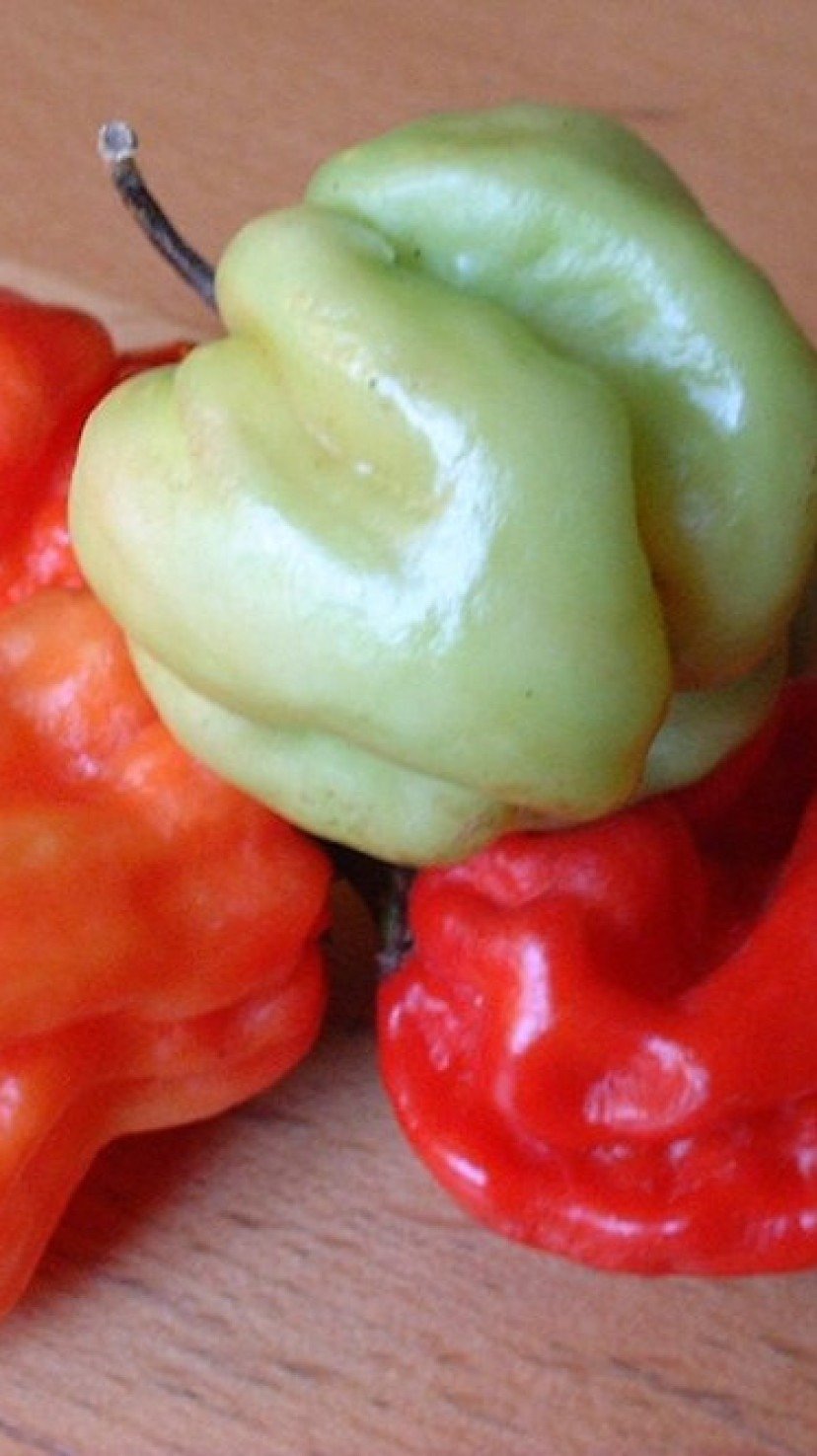 A Delicadeza da Pimenta Barroca: Sabor Suave e Perfume Adocicado - inspiração 1