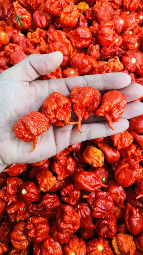 A Intensidade da Carolina Reaper: O Recordista de Picância - inspiração 2