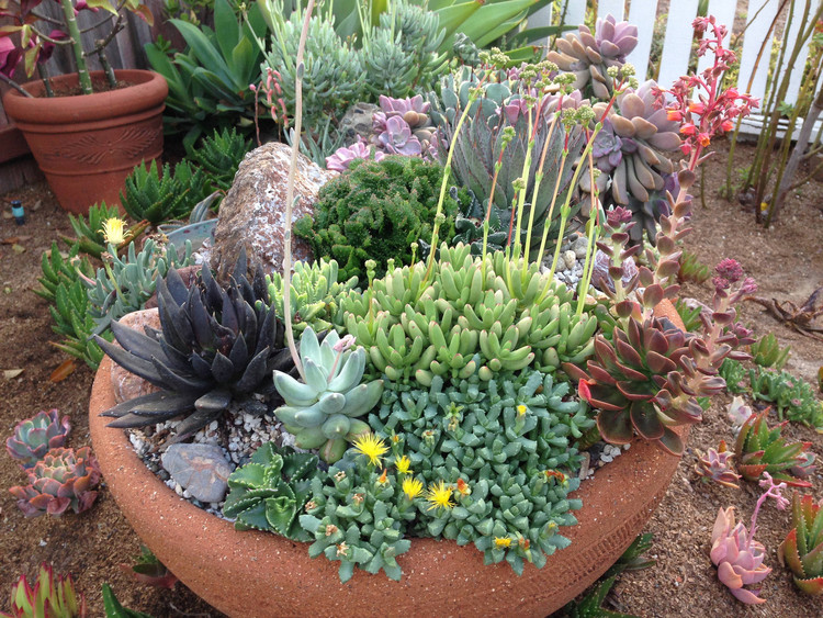 Para Pouca Luz: A Resiliência da Zamioculca - inspiração 2