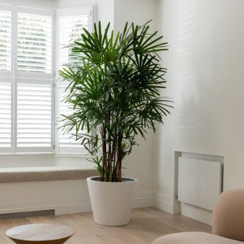 Ambientes Secos: A Companhia da Suculenta Echeveria - inspiração 1