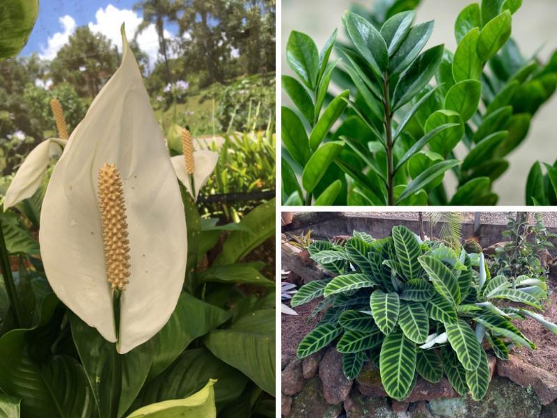 Pet-Friendly: A Delicadeza da Planta-Aranha - inspiração 2