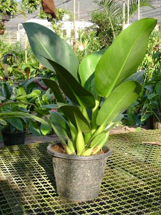 Pequenos Espaços: A Charmosa Jiboia - inspiração 2