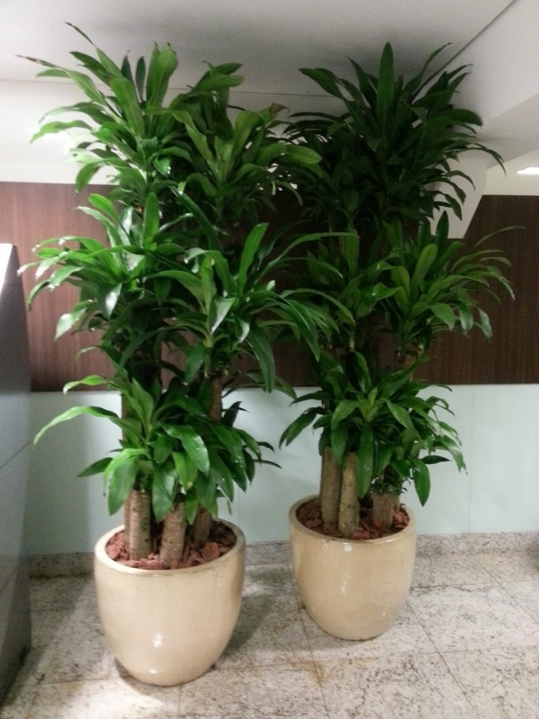 Fácil Manutenção: O Cacto como Decorativo - inspiração 1