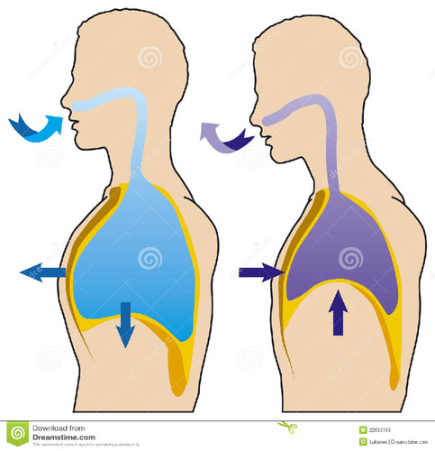 Respiração e Memória: Uma Dupla Poderosa - inspiração 2