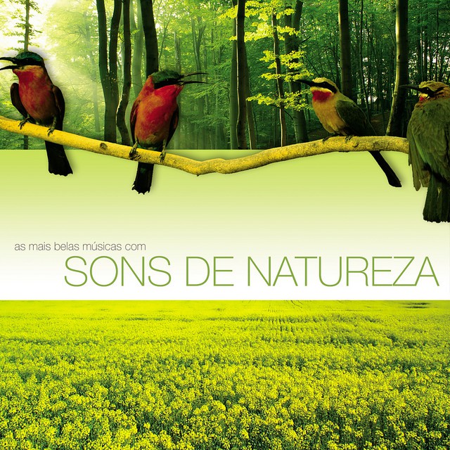 O canto dos pássaros: melodia para afastar o estresse. - inspiração 1