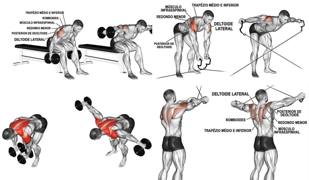 Desenvolvimento com Halteres: Construindo Força e Volume Geral - inspiração 1