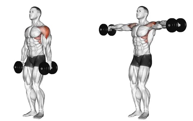 Upright Row (com cautela): Uma Visão Detalhada sobre seus Benefícios e Riscos - inspiração 2