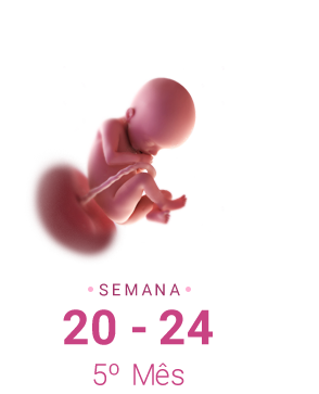 24 semanas sao quantos mes