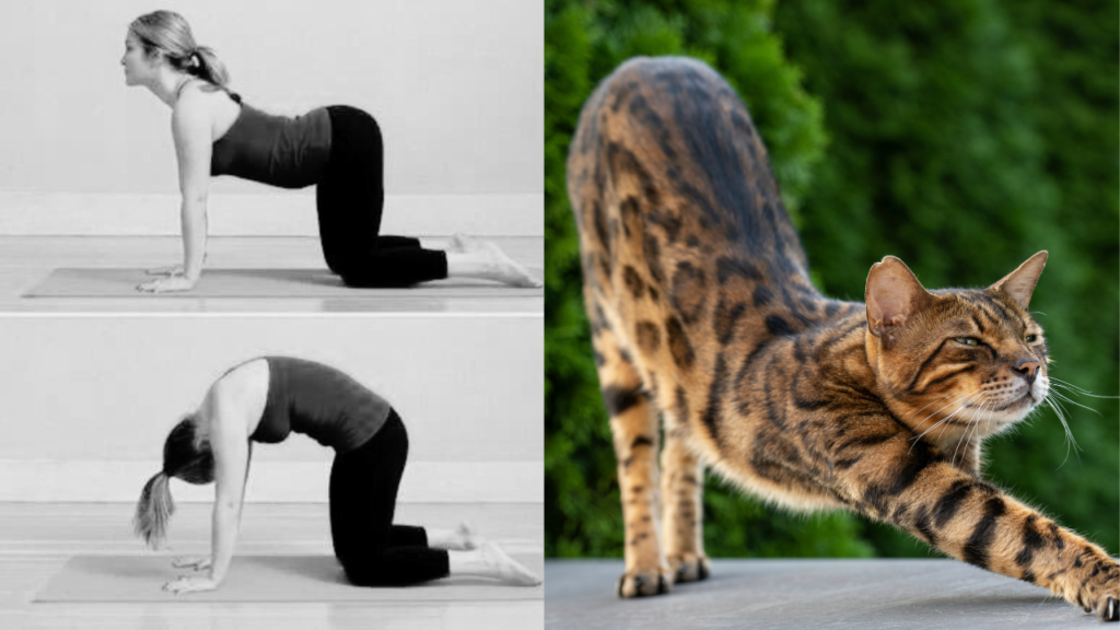 alongamento de coluna gato