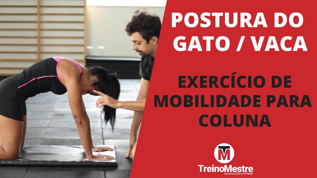 alongamento de coluna gato