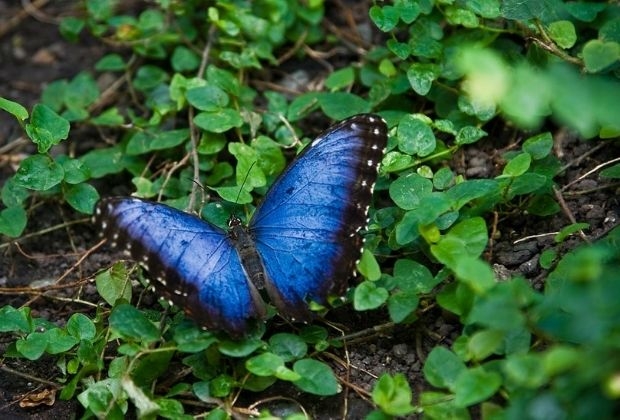 lista de significados da borboleta azul