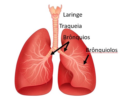Como a Alimentação Afeta a Bronquite