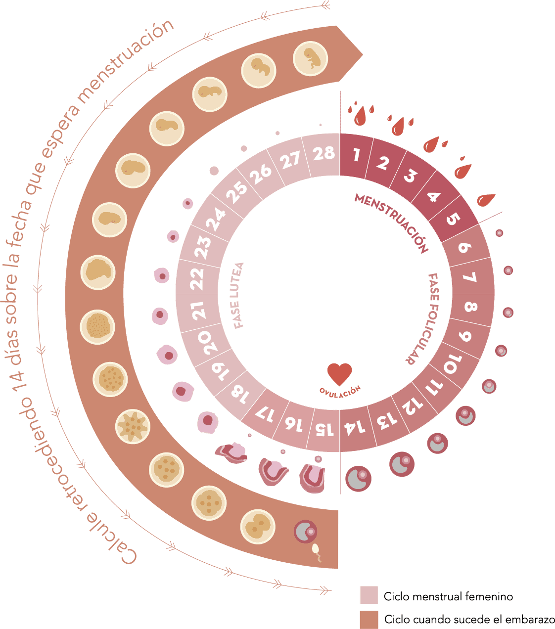 O que fazer se meu ciclo for irregular?