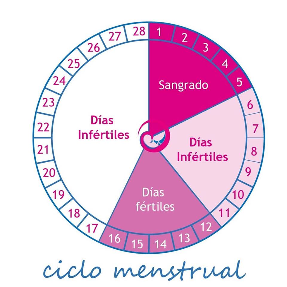 Calculadoras de período fértil: Prós e contras