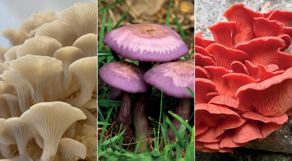 cogumelos comestíveis