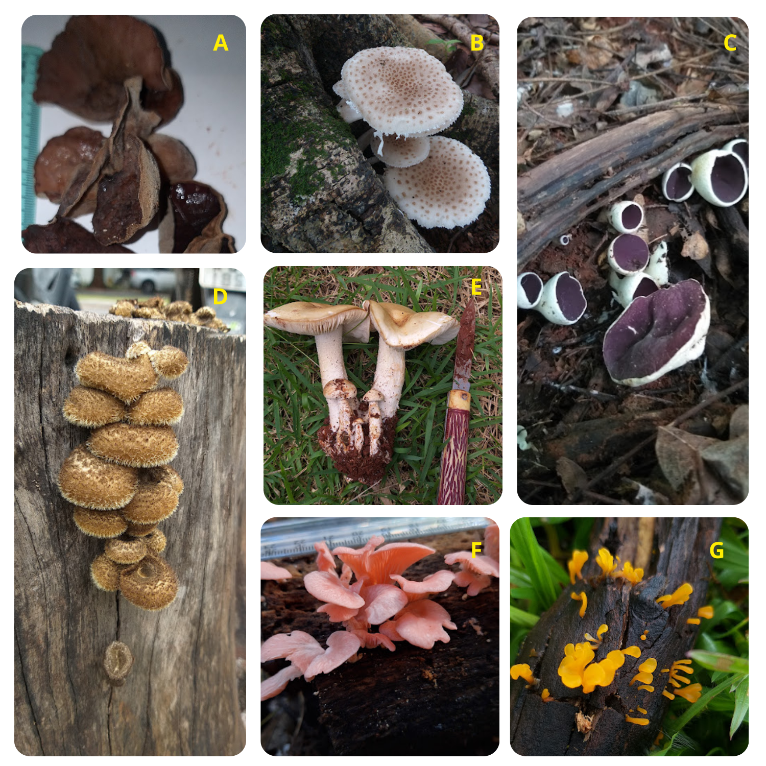 cogumelos comestíveis