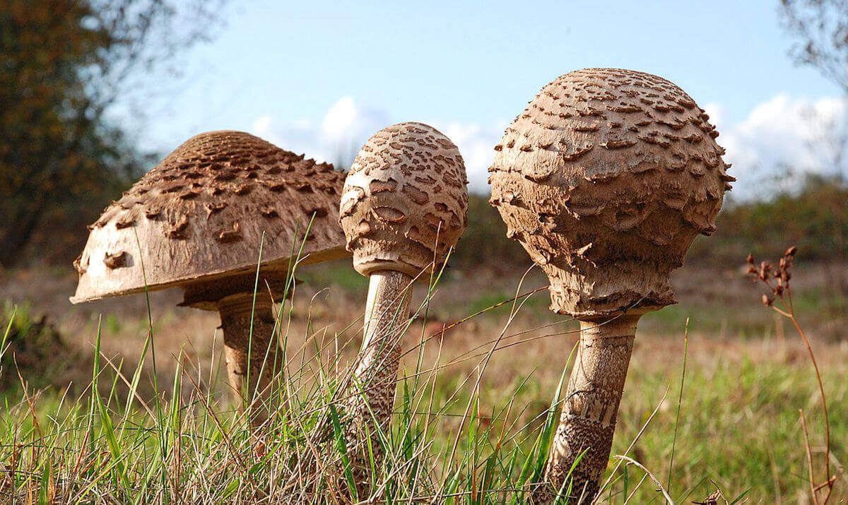 cogumelos comestíveis