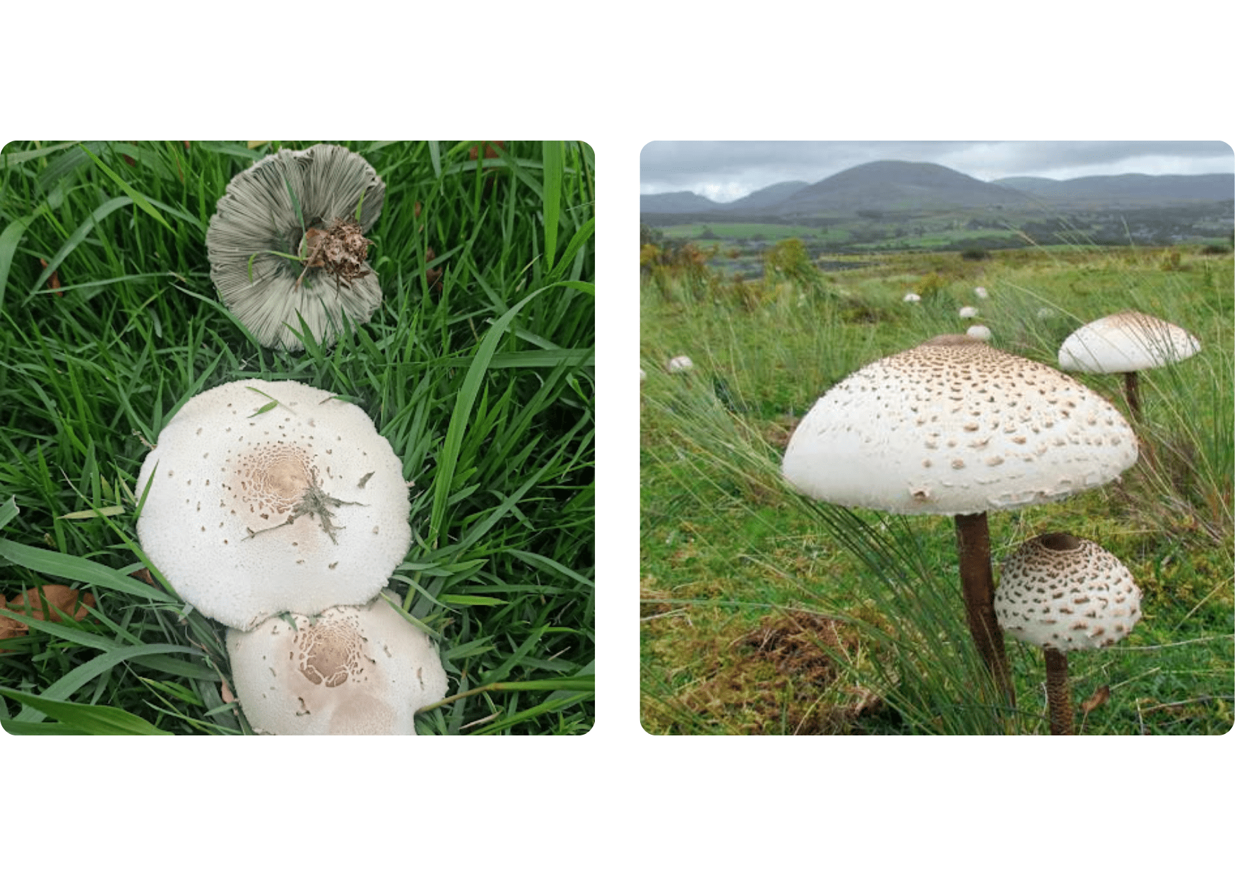 cogumelos comestíveis