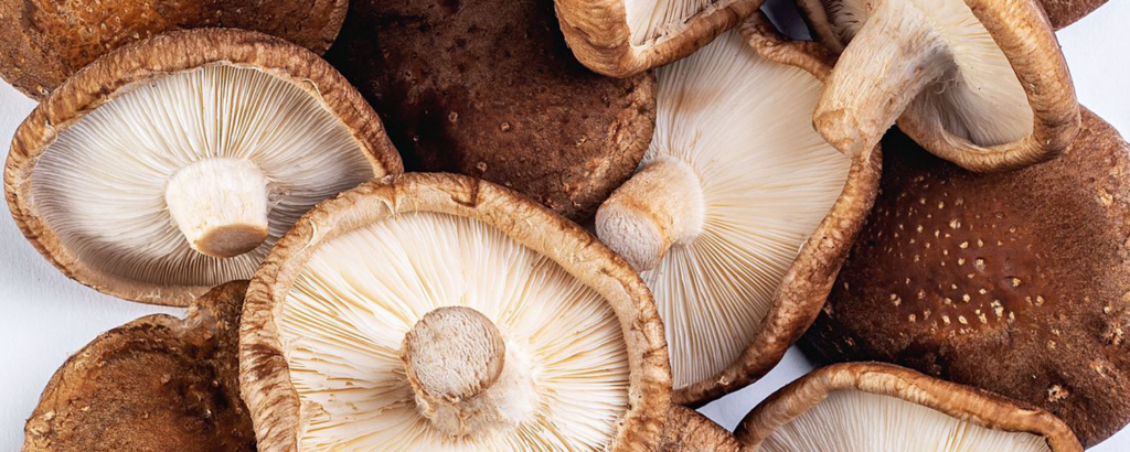cogumelos comestíveis