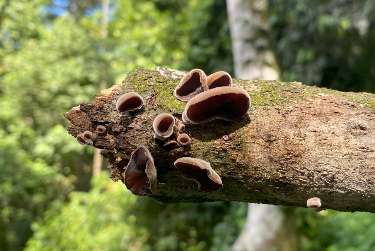 cogumelos comestíveis