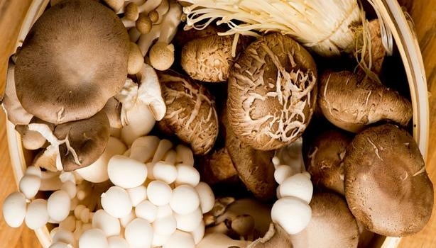 cogumelos comestíveis
