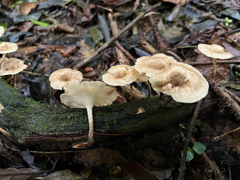 cogumelos comestíveis