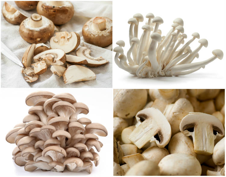 cogumelos comestíveis