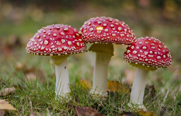 cogumelos comestíveis