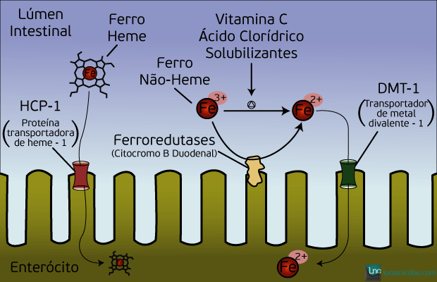 O Papel da Vitamina C na Absorção de Ferro