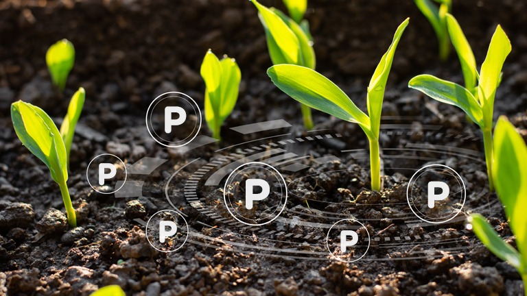 Como aumentar a absorção de fósforo