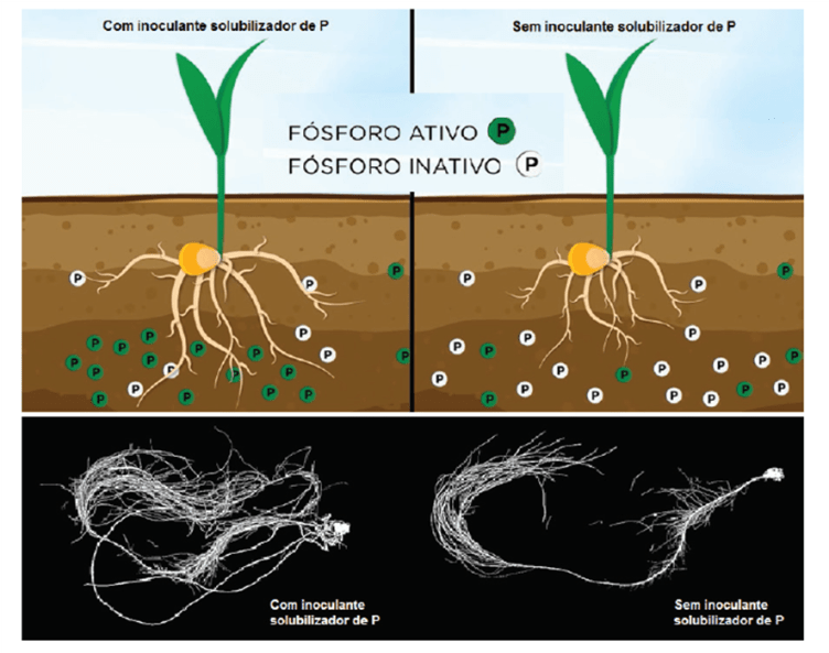 5 Dicas para Maximizar a Absorção de Fósforo na Dieta