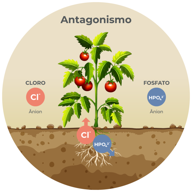 O Papel da Vitamina D na Saúde Óssea e Absorção de Nutrientes