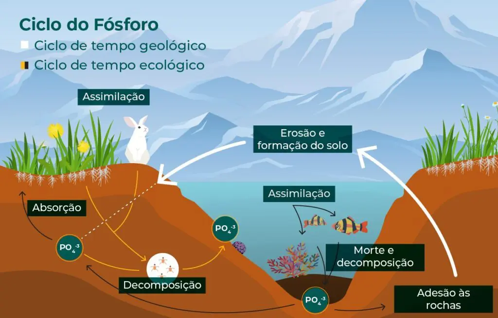 Como a Agricultura Moderna Utiliza Microrganismos para Melhorar a Disponibilidade de Fósforo