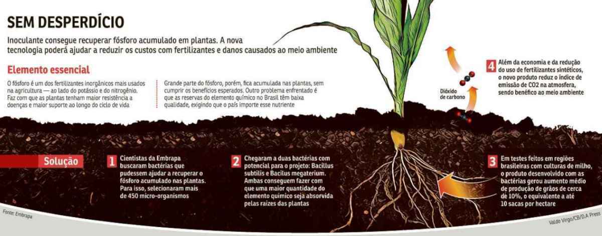 Guia Completo de Alimentos Ricos em Fósforo e Seus Benefícios